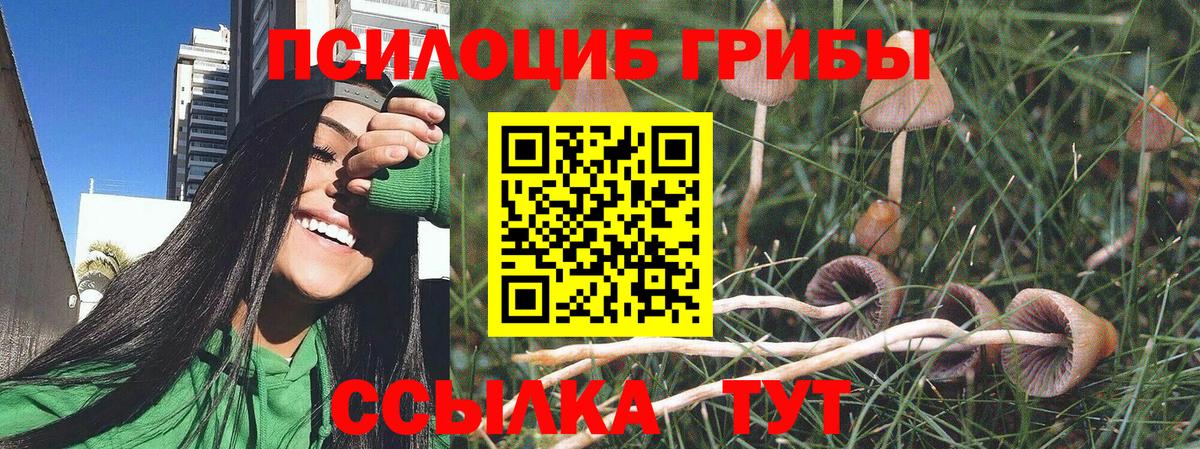 Галлюциногенные грибы Psilocybine cubensis  что такое   Железноводск  Вход с VPN 